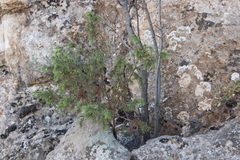 Juniperus oxycedrus