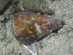 Conus aplustre