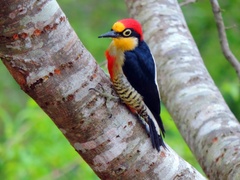 Melanerpes flavifrons