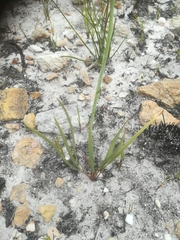 Tritoniopsis parviflora