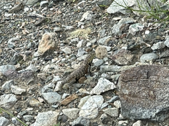 Sceloporus zosteromus