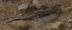Gallotia galloti