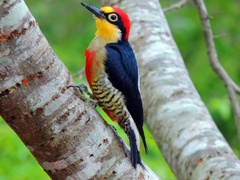 Melanerpes flavifrons