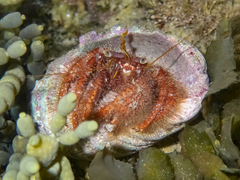 Dardanus crassimanus