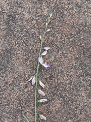 Polygala hottentotta