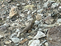 Sceloporus zosteromus