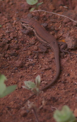 Gallotia galloti