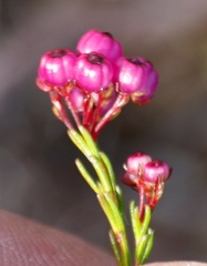 Erica multumbellifera