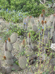 Opuntia pycnantha