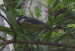 Cyanistes teneriffae