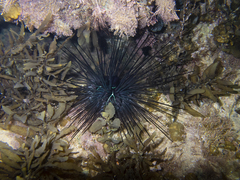 Diadema savignyi