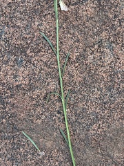 Polygala hottentotta