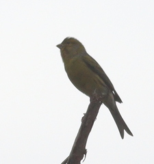 Serinus canaria
