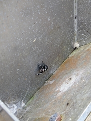 Phidippus regius