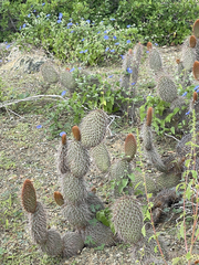 Opuntia pycnantha