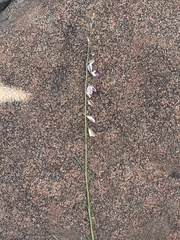 Polygala hottentotta