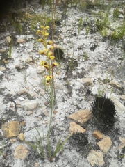 Tritoniopsis parviflora