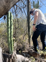Myrtillocactus geometrizans