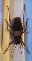 Bradyporinae