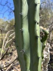 Myrtillocactus geometrizans