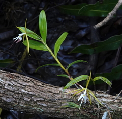 Epidendrum nocturnum