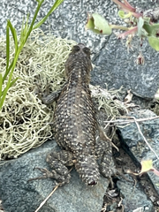 Sceloporus zosteromus