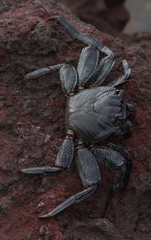 Grapsus adscensionis