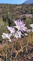 Leucocoryne ixioides