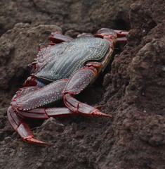 Grapsus adscensionis