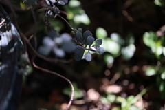 Kalanchoe fedtschenkoi
