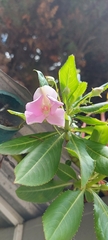 Impatiens sodenii
