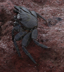 Grapsus adscensionis
