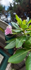 Impatiens sodenii