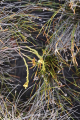 Gnidia juniperifolia