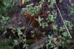 Delosperma echinatum