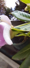 Impatiens sodenii