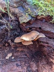 Mycena maculata