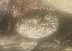 Lottia gigantea