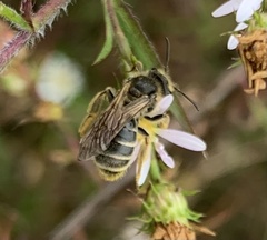 Andrena
