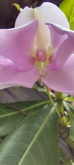 Impatiens sodenii