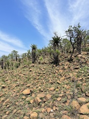 Aloe marlothii marlothii