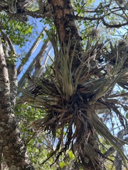 Tillandsia circinnatioides