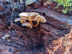 Mycena maculata