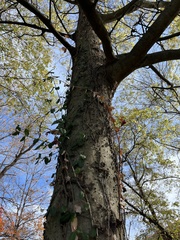 Celtis occidentalis