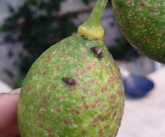 Chilocorus bipustulatus