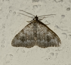 Coenotephria ablutaria