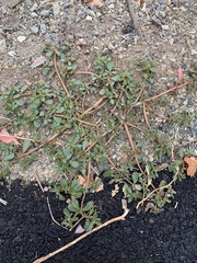 Portulaca oleracea