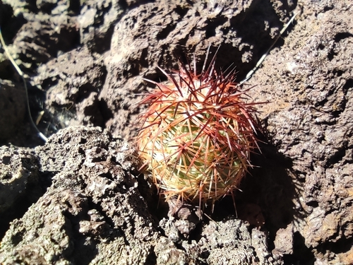Echinocereus pamanesii