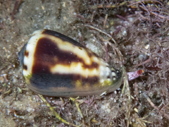Conus sponsalis