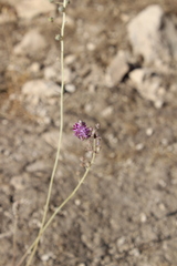 Prospero seisumsianum